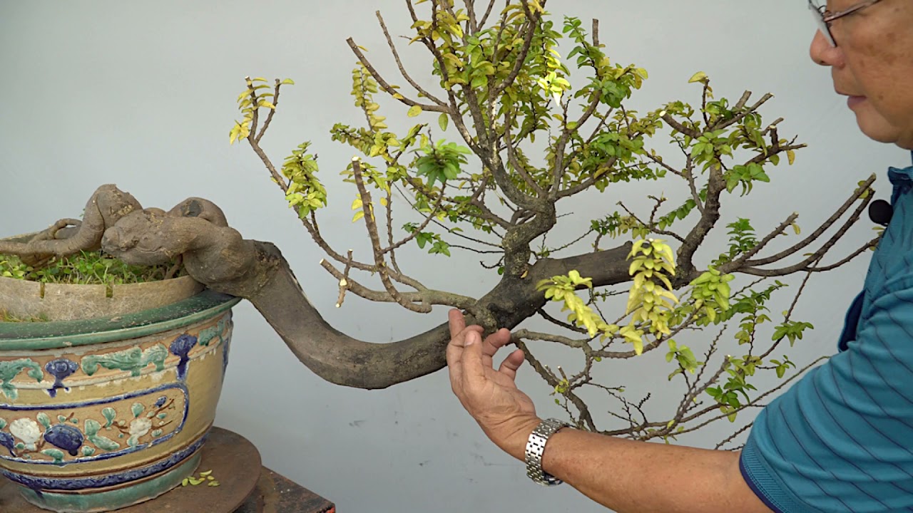 BONSAI CHO MỌI NGƯỜI  ( TẬP 24 ) TRẦN THẮNG OFFICIAL : xử lý chi tàn cây KIM QUÝT   (2016   2021)