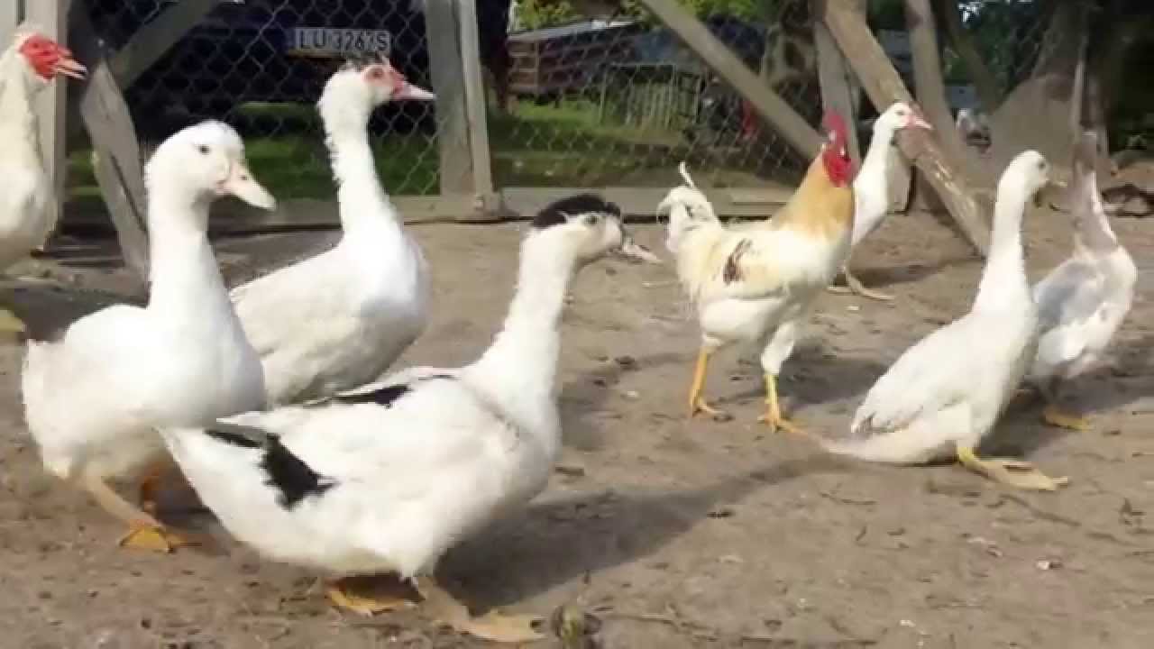 Zwierzęta na lubelskiej wsi 3