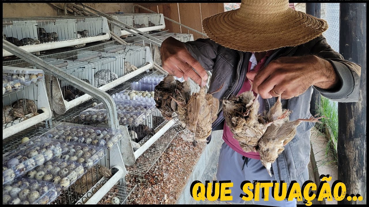 Vídeo ESPECIAL para inscritos do Canal - o que aconteceu com as Codornas @TILAPIAMinhaVida #rural