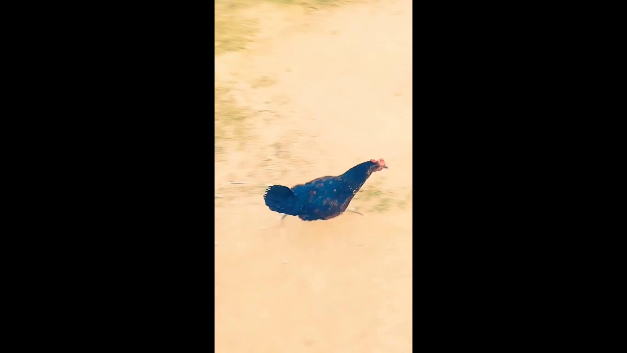 Flixkexplain Live Stream 