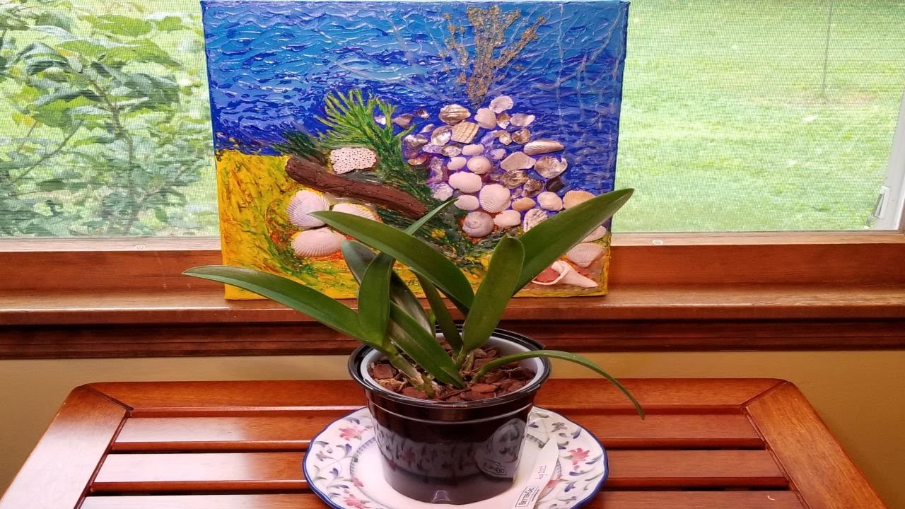 Watch Me Repot My 2 New Cattleya Bag Babies!  Watering Tips for the 1st Week