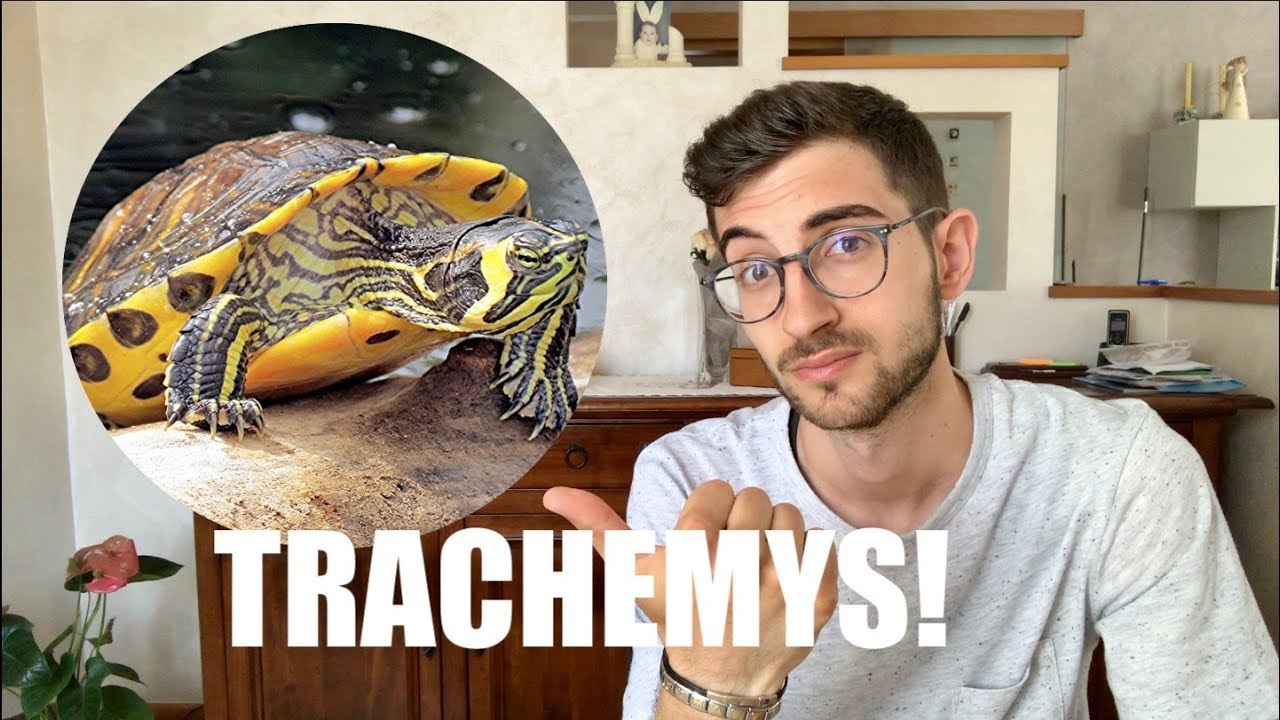 Tartarughe d'Acqua TRACHEMYS SCRIPTA: ATTENZIONE!