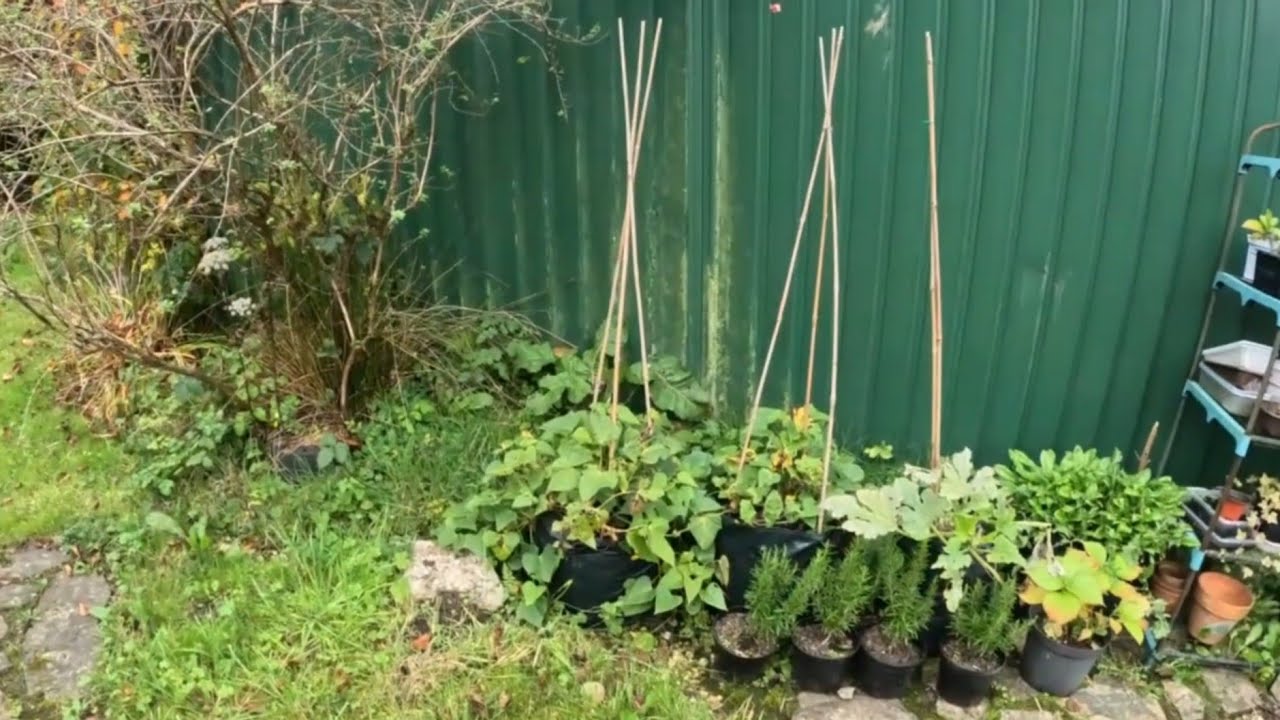 HOW DOES MY GARDEN GROW (HARVESTING SWEET POTATOES) #gardening #simpleliving #slowliving #cottage
