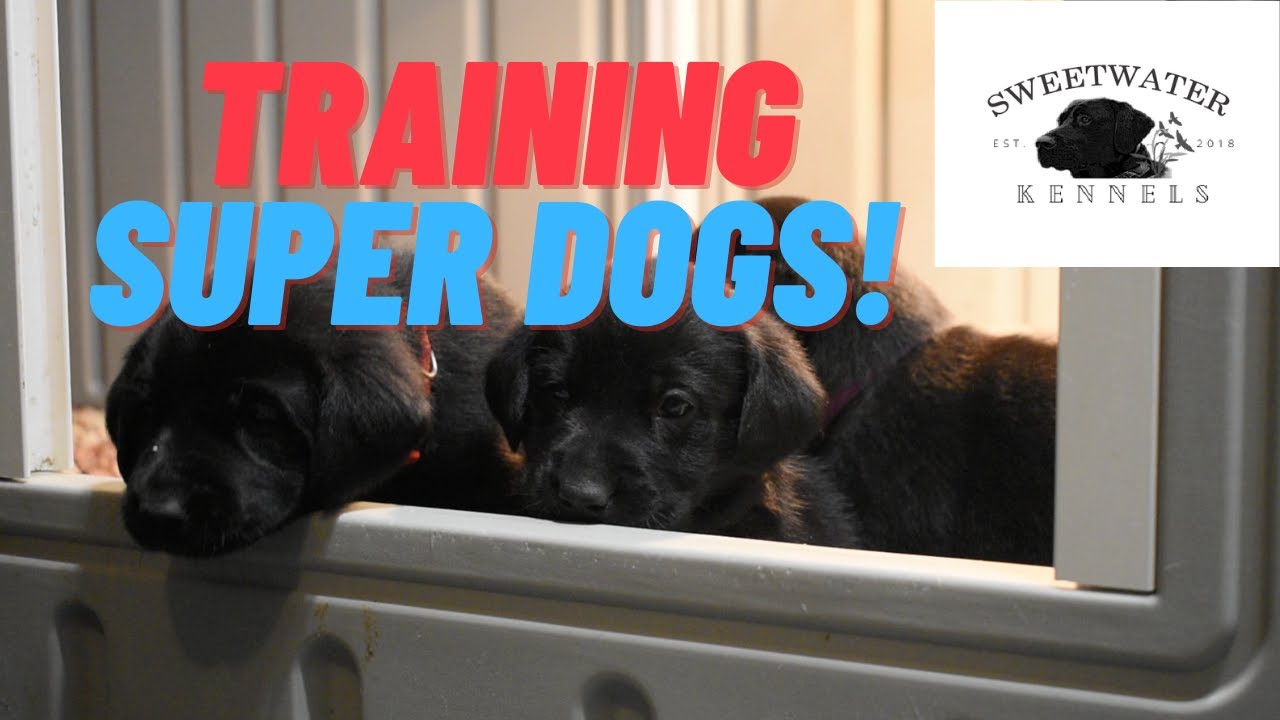 Super Dogs!?!?!