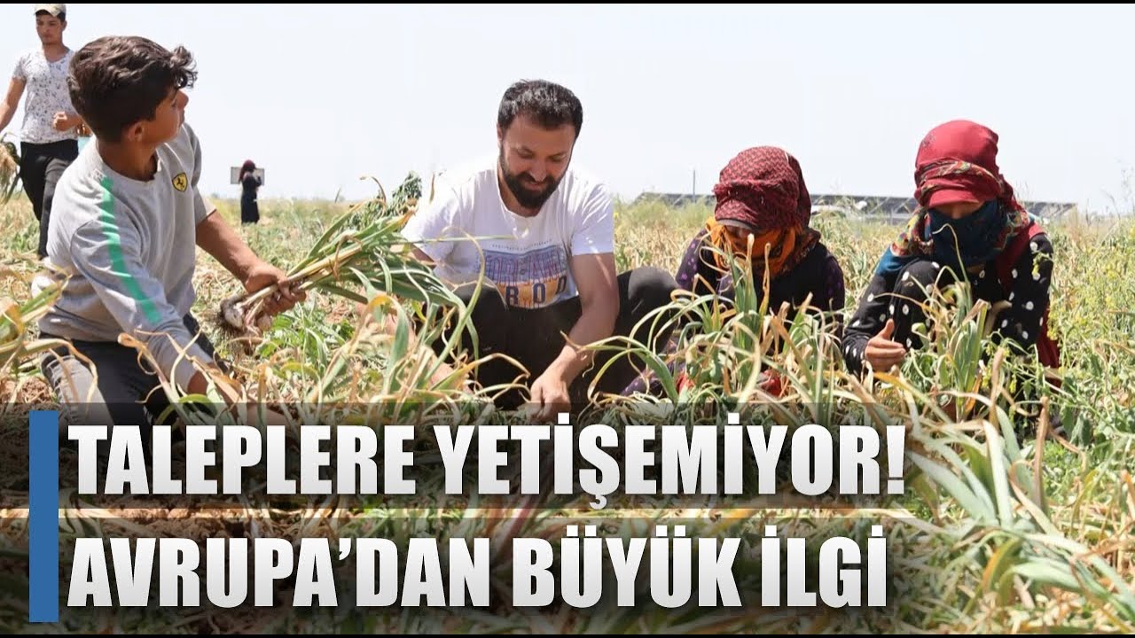 Taleplere Yetişemiyor! Aksaray Sarımsağına Avrupa'dan Büyük Talep / AGRO TV HABER