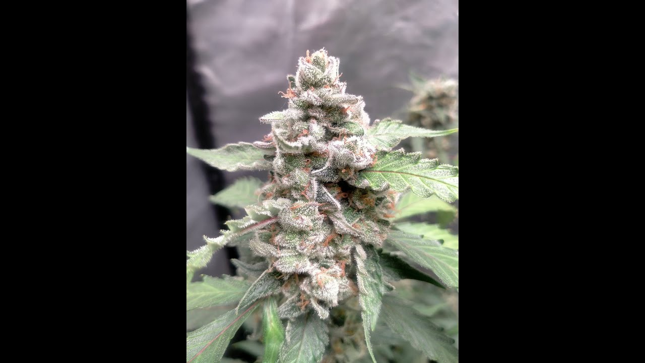 CBD 1:1 Auto Beautiful Buds