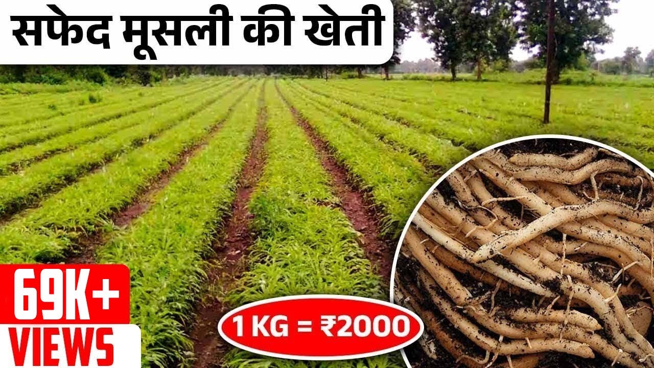 कम पानी में उगाएं देसी शिलाजीत (सफ़ेद मूसली) | Complete Details of Safed Musli Farming