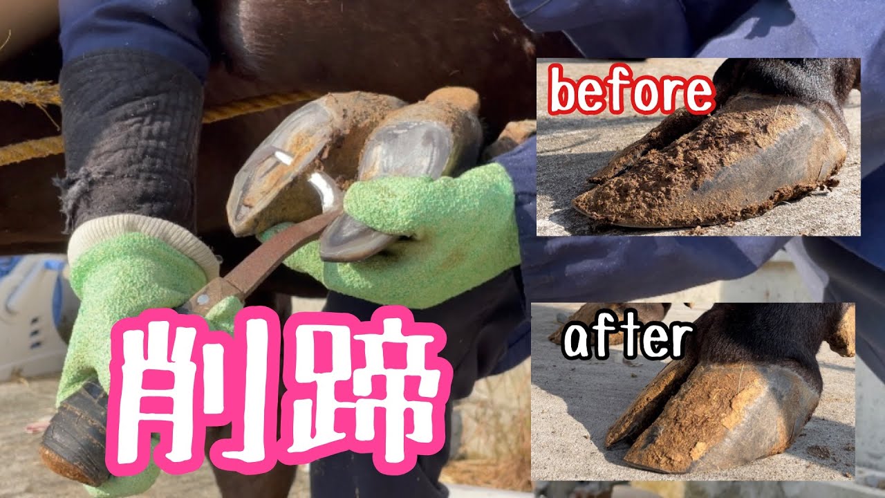 【削蹄】牧場で一番伸びた牛の蹄を切りました。
