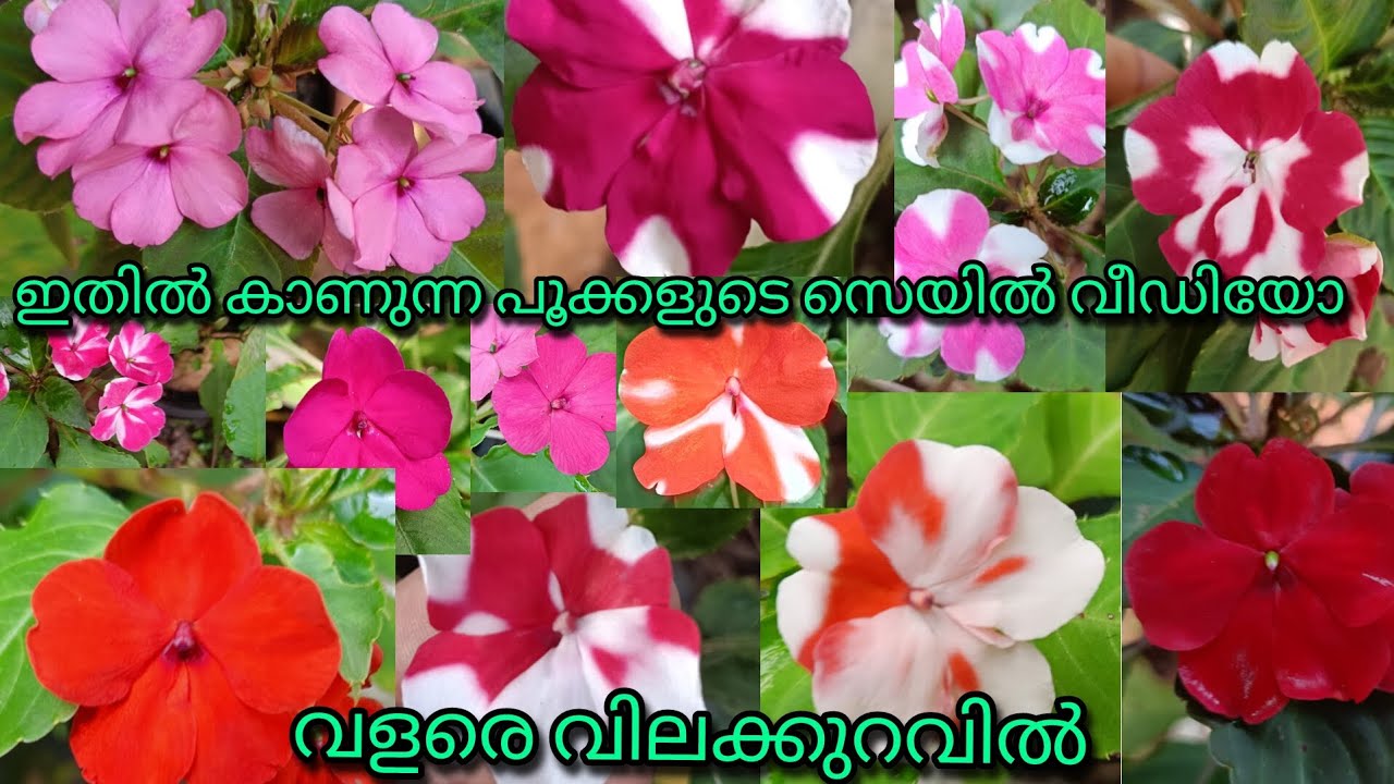 ഇതിൽ കാണിച്ചിട്ടുള്ള ബൾ സം കട്ടിംഗ് ആണ് 🥰🌱🌹 സെയിൽ ചെയ്യുന്നു