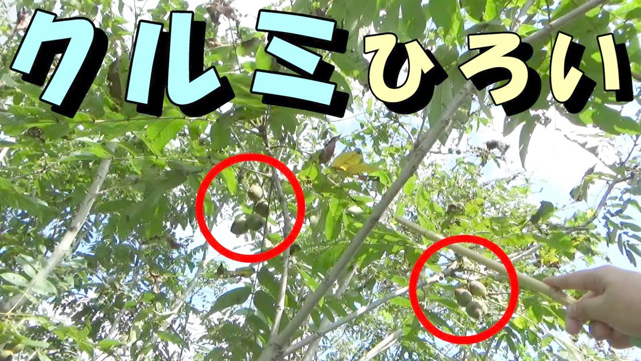 クルミひろい【秋の味覚・木の実】河川敷で散歩がてら簡単採取