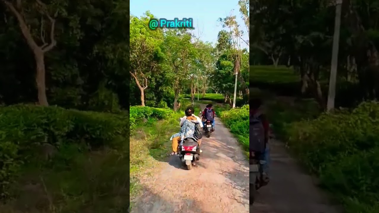 Tea garden in the breathtaking feeling of nature || Tripura || SHORT'S || YouTube || @Prakriti2022