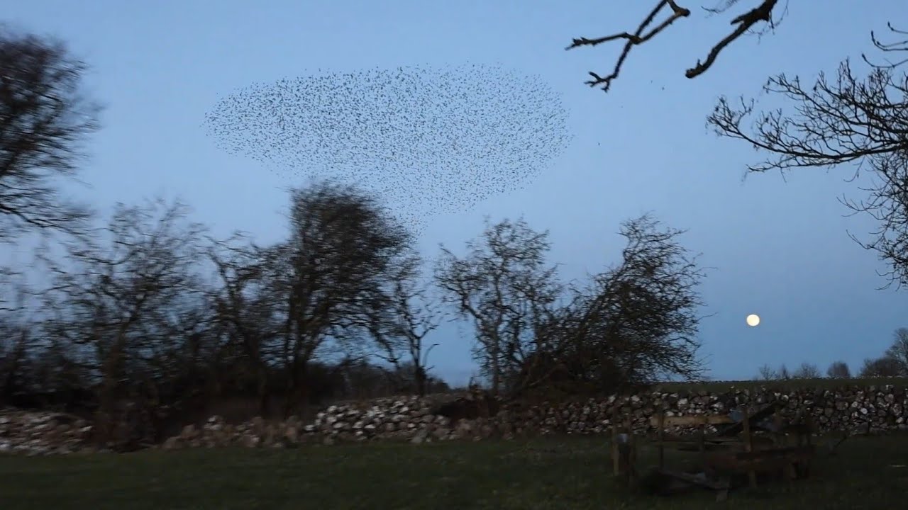 Starling Murmuration during a full moon, at Turloughmore, Co. Galway. 01/02/2026
