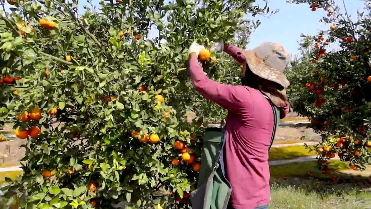 la realidad del campo pisca de mandarina