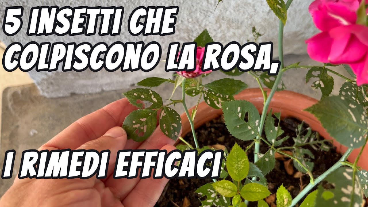 Insetti che colpiscono la rosa, identificazione e rimedi dei 5 pi&ugrave; comuni