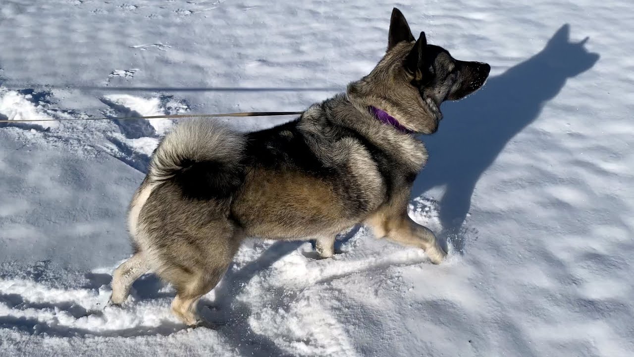 First Snow in 2024 in Sequim &ndash; Elkhound Weather!