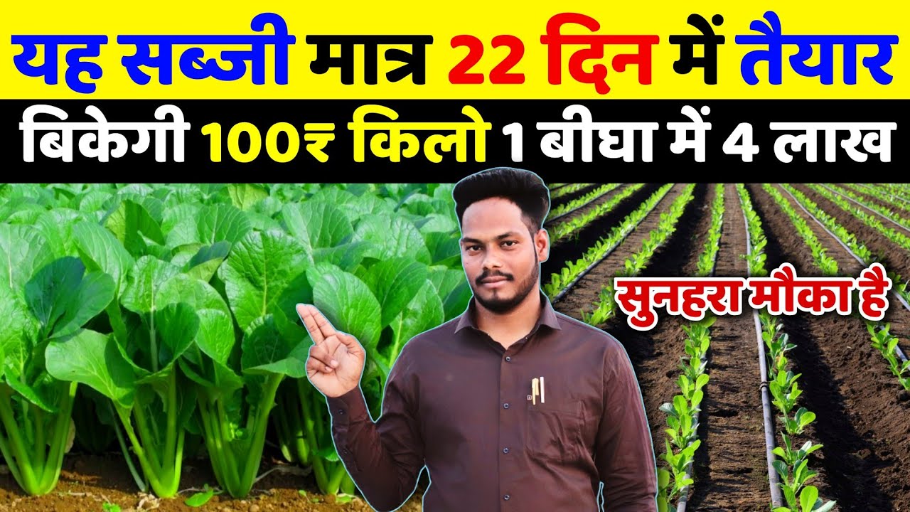 यह सब्जी मात्र 25 दिन में तैयार🌱30 दिन में खेत खाली🌱1 बीघा से 2/3 लाख रुपए कमाई🤑palak ki kheti