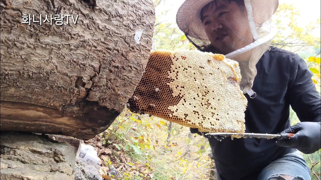 강원도 깊은 산속에 있는 벌통에 가득찬 토종꿀!!