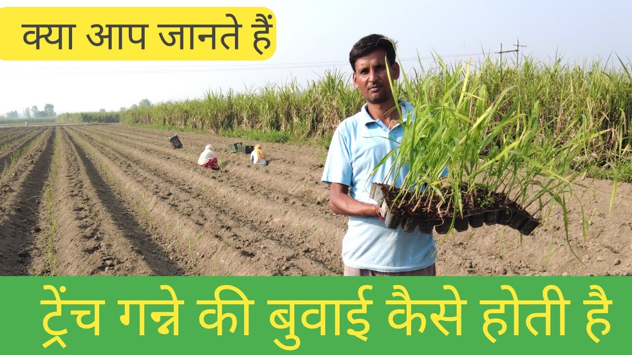 कैसे की जाती है ट्रेंच गन्ने की बुवाई , देखें पूरी वीडियो#किसानपरिवार पर#kisanparivar # #ट्रेंचबुवाई