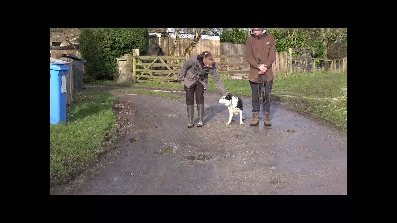 diverting energy from a dog's personal space