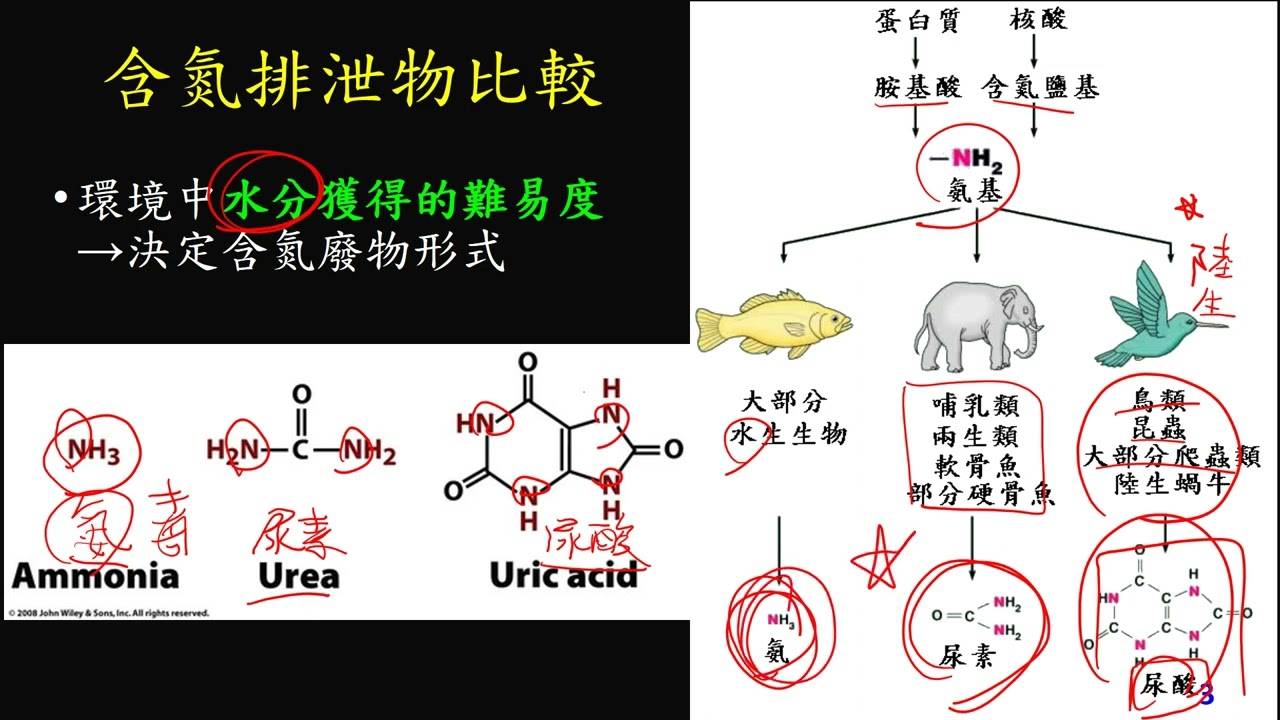 11202選修生物(三)3-2-02含氮排泄物的比較(二勤)