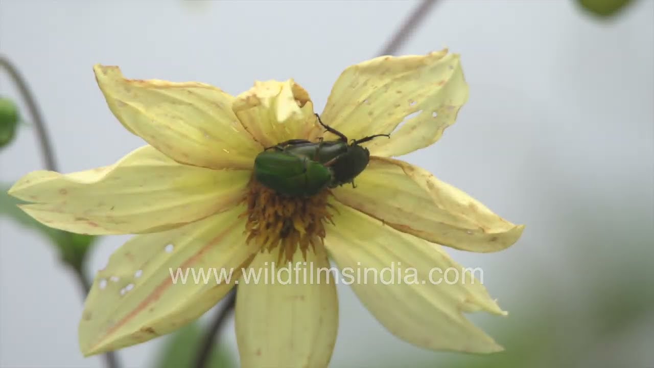 Metallic Green Rose Chafer Beetles Feeding on a Yellow Sunflower in Natural Habitat