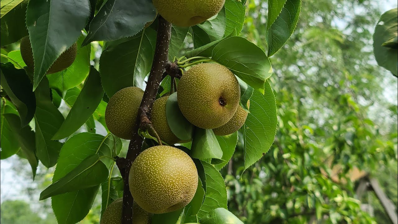 Советы по выращиванию азиатских груш | Khmer USA Garden