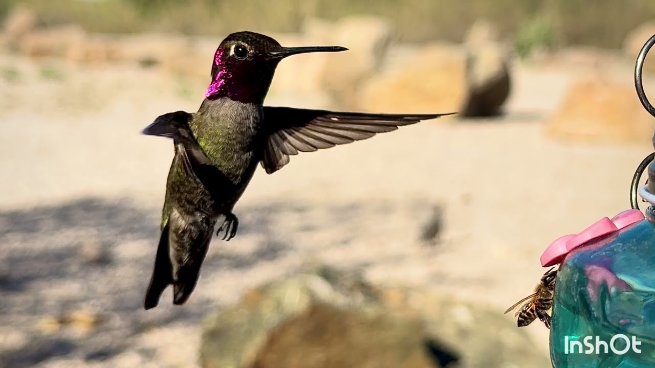 Slow motion High Resolution Hummingbird 