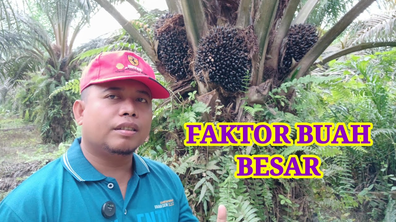 Faktor-Faktor yang Mempengaruhi Pembentukan Buah dengan Ukuran Besar pada Tanaman Pertanian