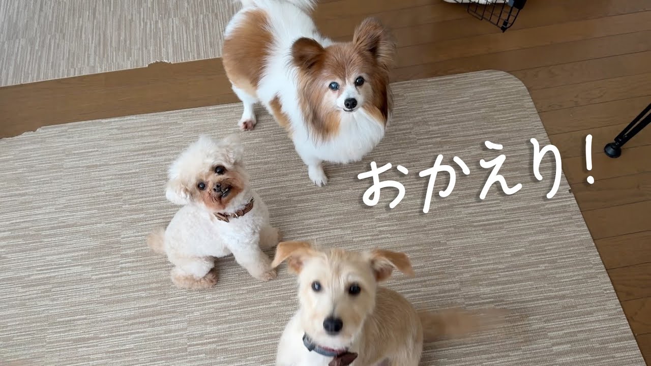 保護犬シロくんからの、おかえり！なんだかいい日