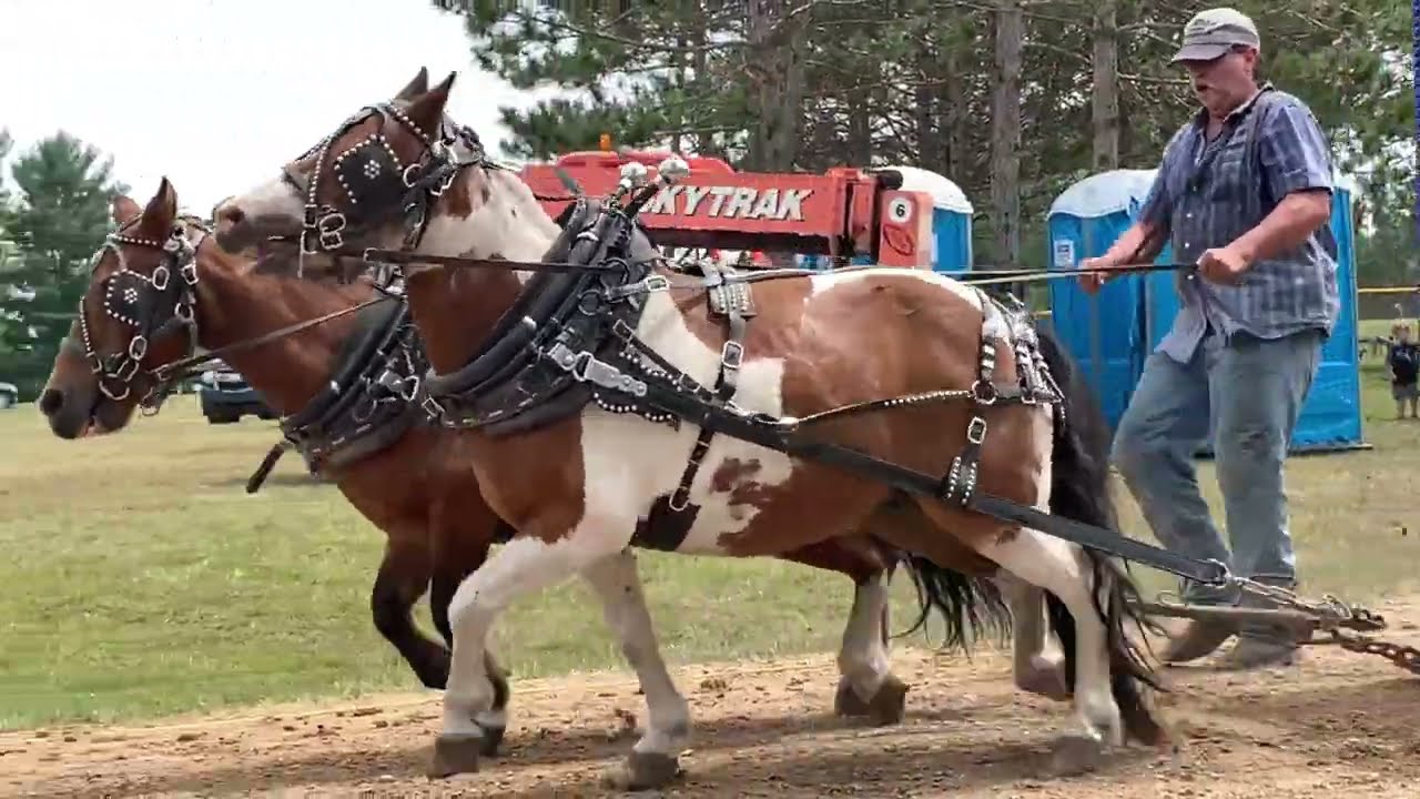mini horse pulls at Remus 2022