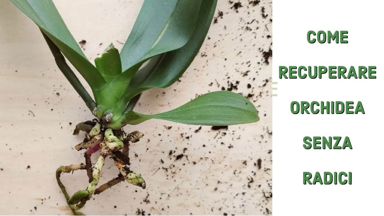 Due Metodi Per Salvare Una Phalaenopsis O Dei Keiki Con Poche Radici