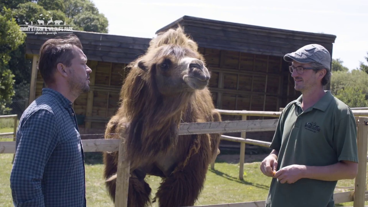 Meet the Camels with Jimmy and Chris