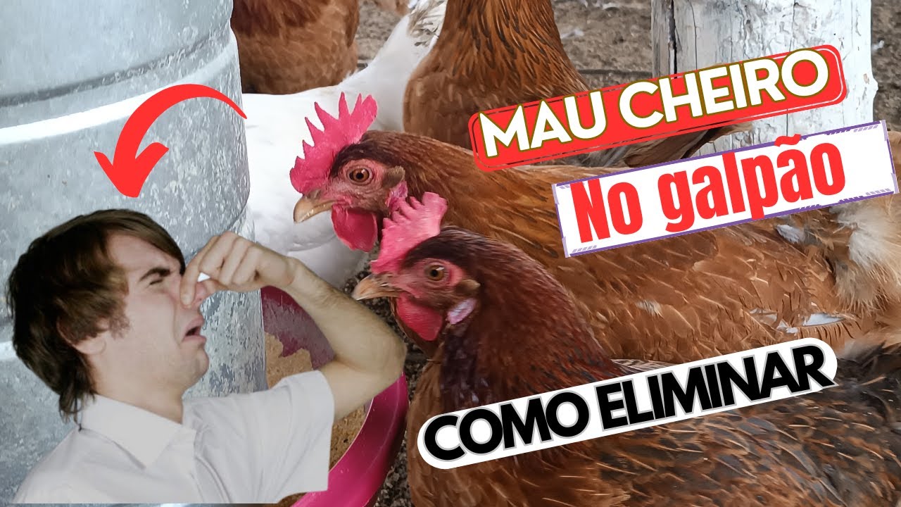COMO ACABAR COM O MAU CHEIRO NO GALINHEIRO DAS  POEDEIRAS ?