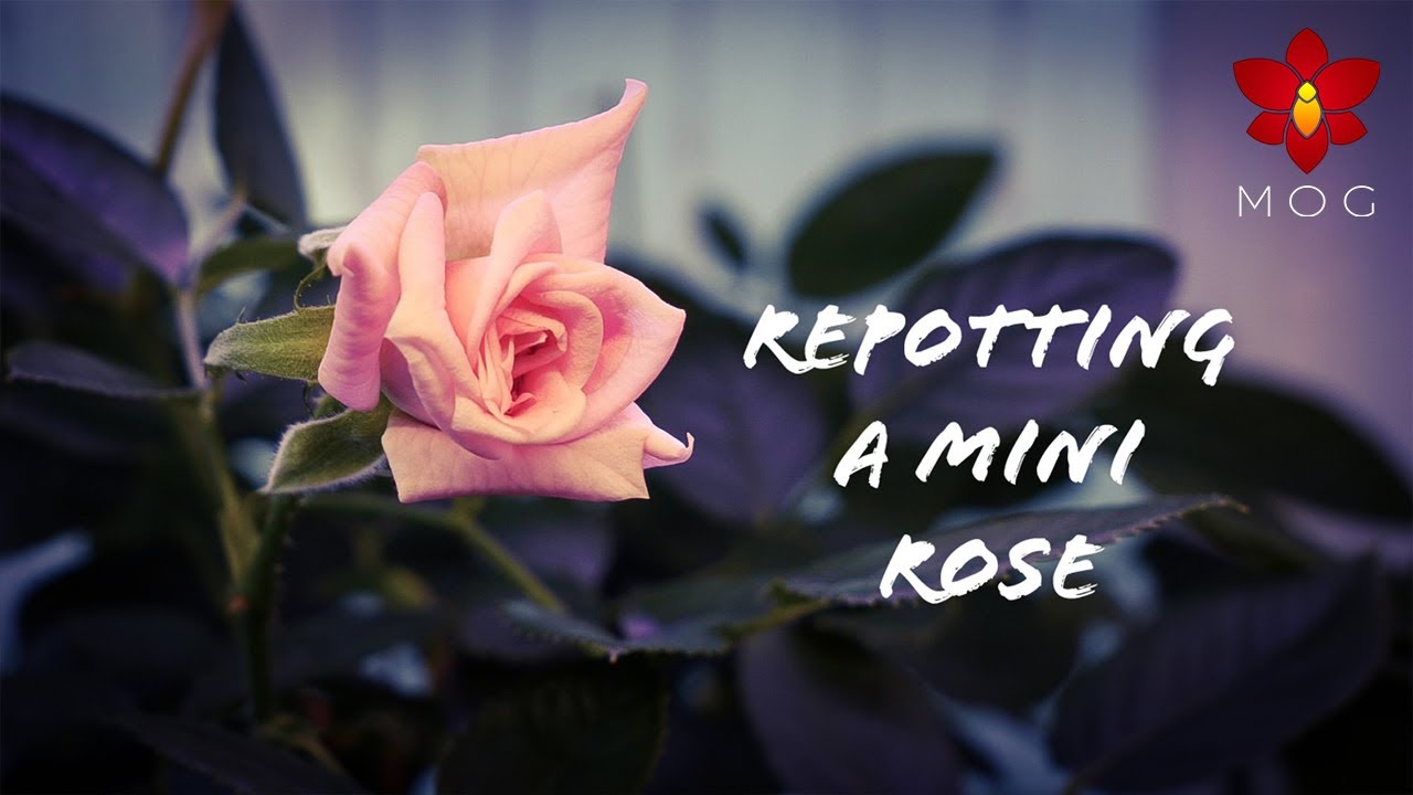 Repotting Mini Rose Bush - It rebloomed! 🌹