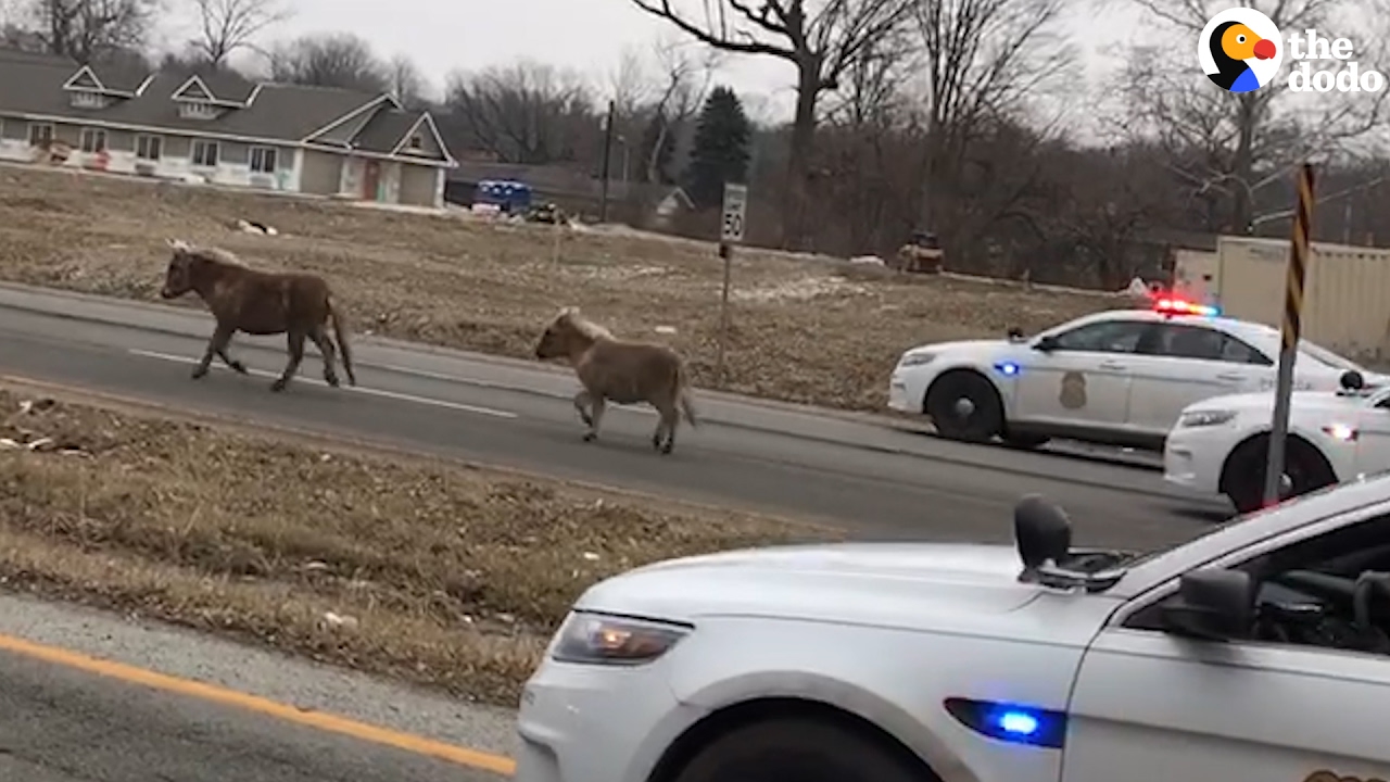 Police Chase Down Mini Horses