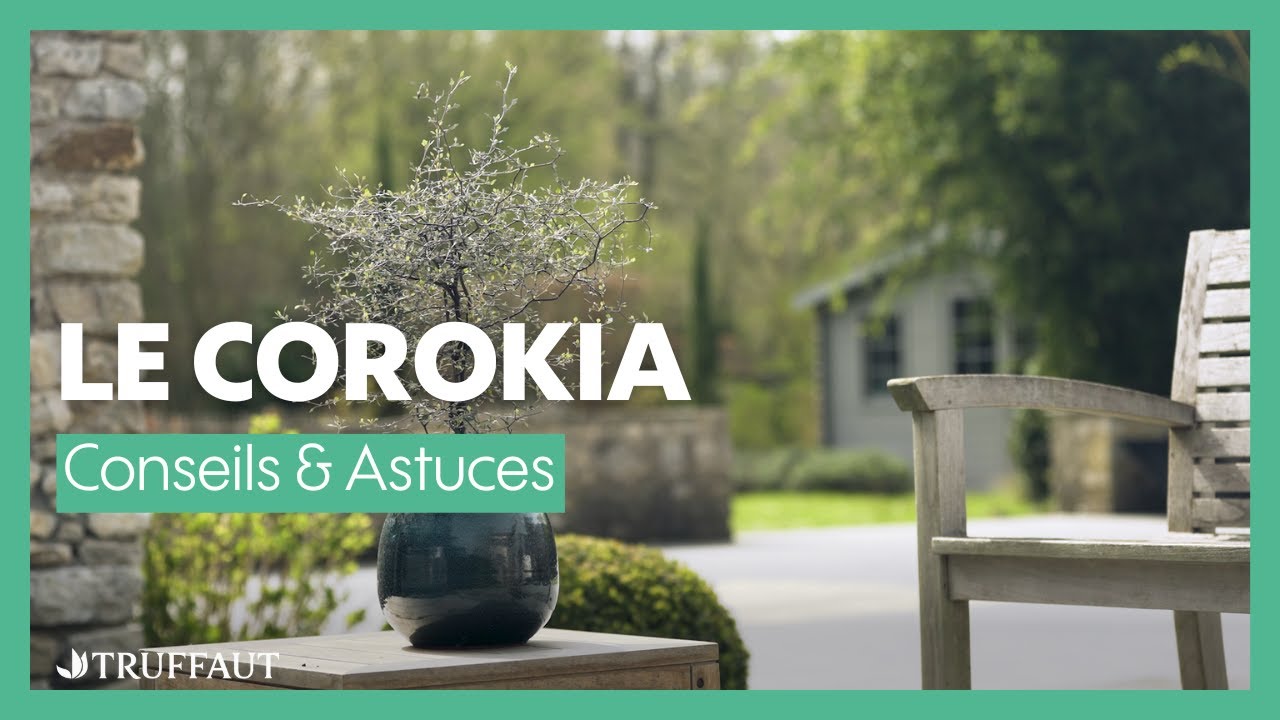 Le Corokia : l'arbuste graphique et d&eacute;coratif - Truffaut