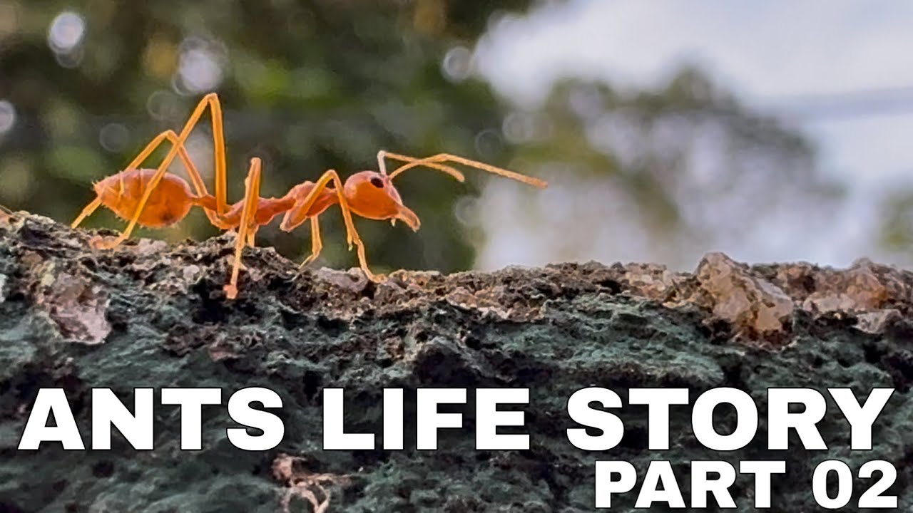How ants live and work together A day in the life of ants part 02