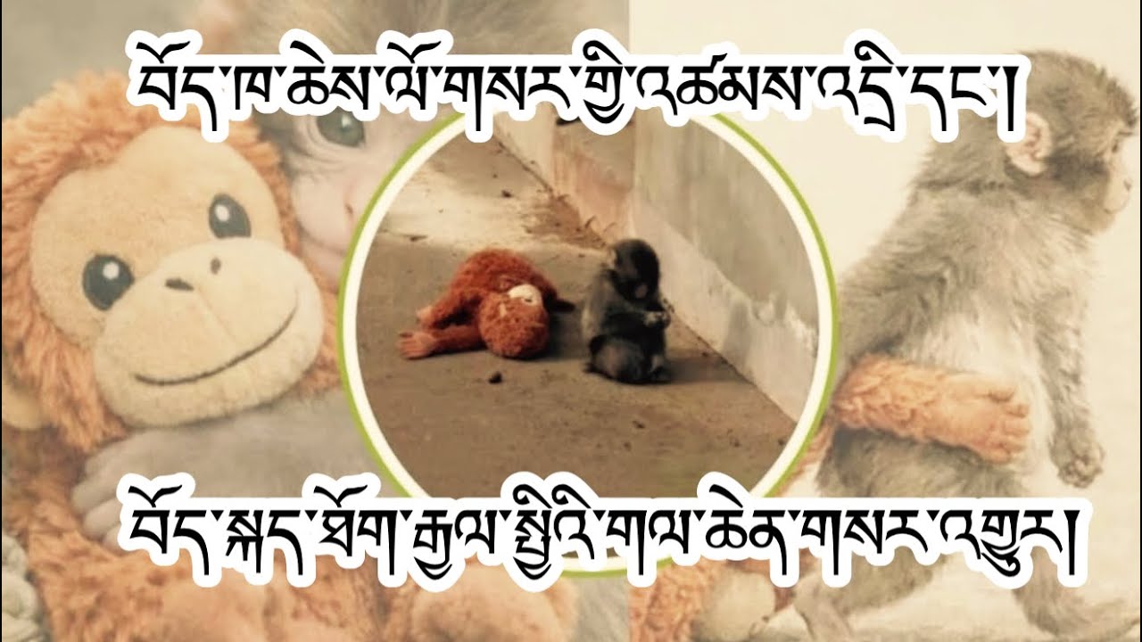རྒྱལ་སྤྱིའི་གལ་ཆེན་གསར་འགྱུར་ཕྱོགས་བསྡུས།