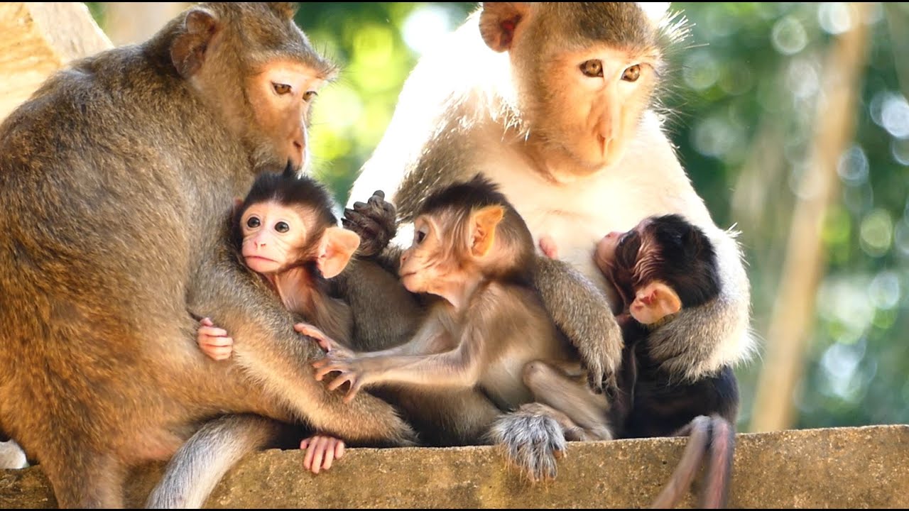 Full Relax With Family Member, Spring, Nana, Viola and rose Sharing good time with each other.