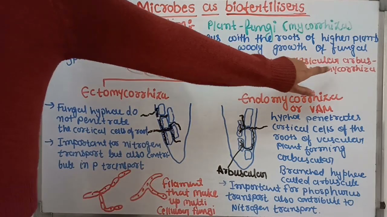 Mycorrhiza | Ectomycorrhiza and endomycorrhiza