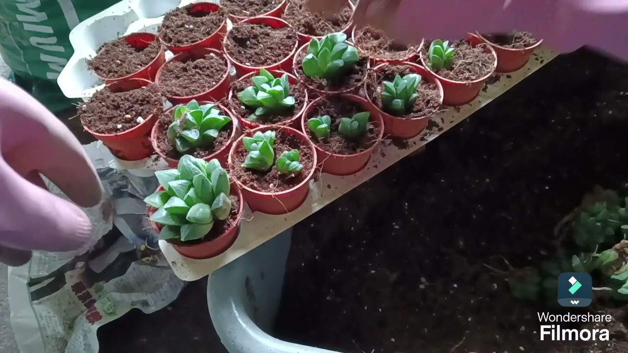 CARA SIMPLE DAN MUDAH MEMBIAKKAN HAWORTHIA