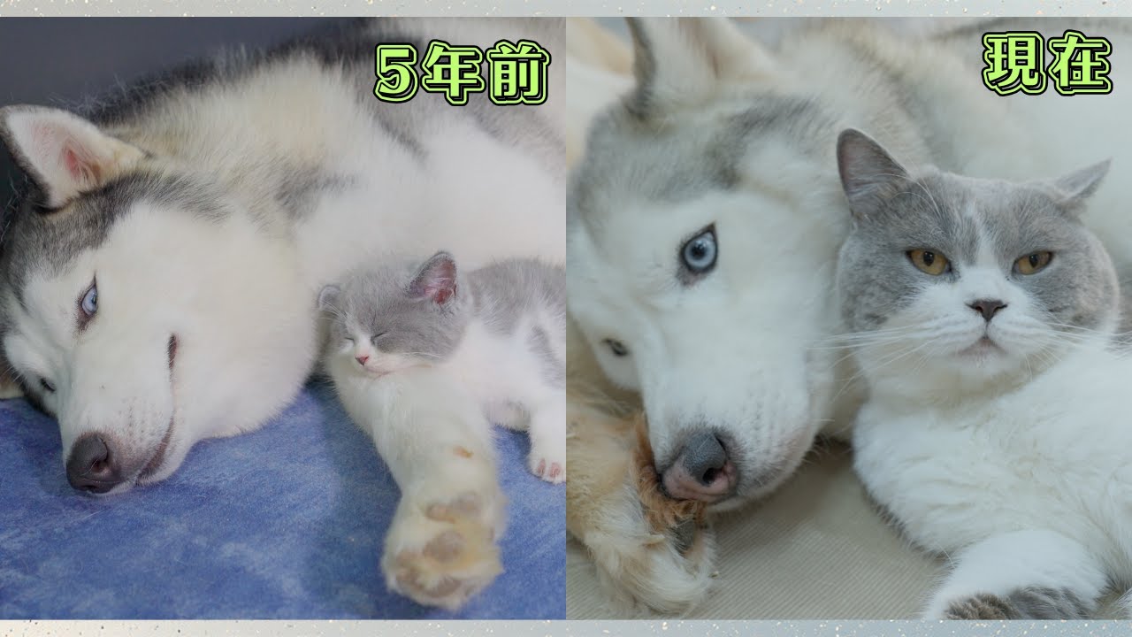 もうすぐ5年、ハスキー犬に育てられた子猫はこうなりました。 こんなにも優しいハスキーを見たことがない