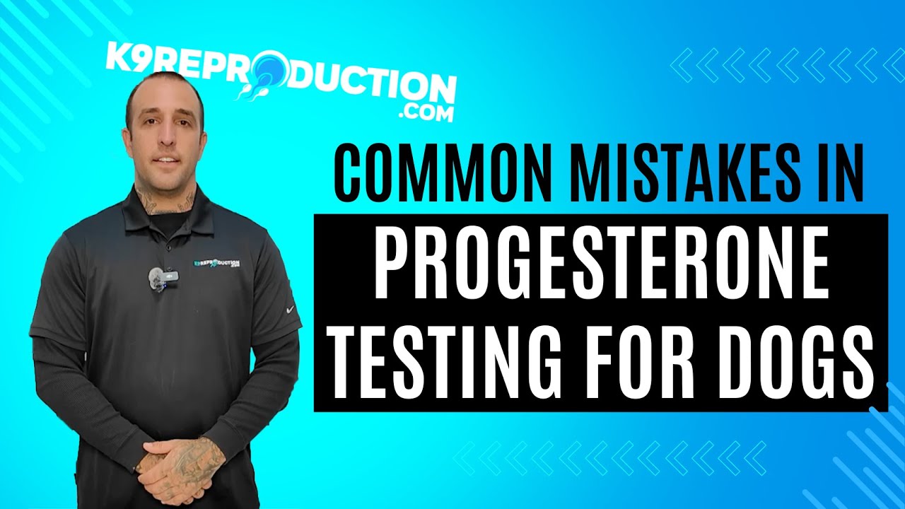 Avoiding Common Mistakes in Progesterone Testing for Dogs