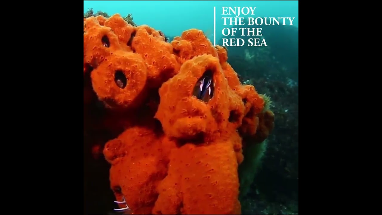 Scuba Diving in Saudi Arabia | Jeddah