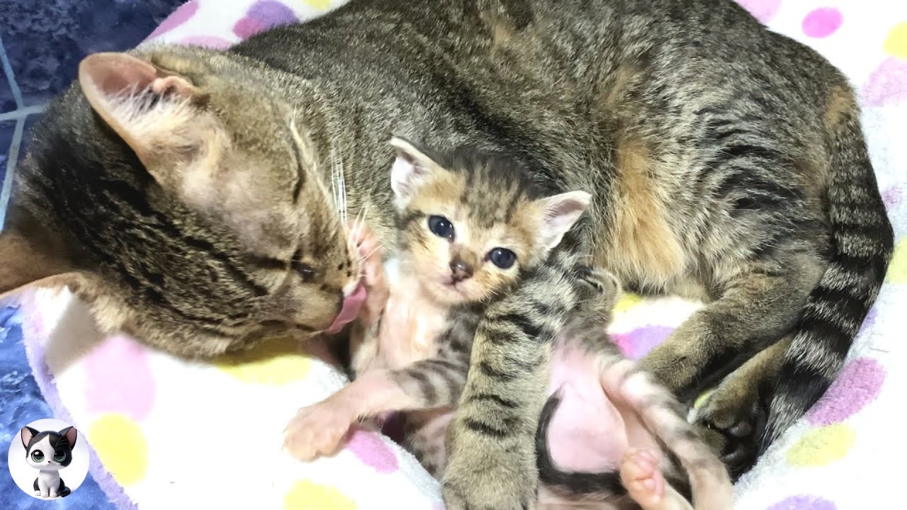 Пожилая кошка, которая слишком сильно любила маленького котенка и...