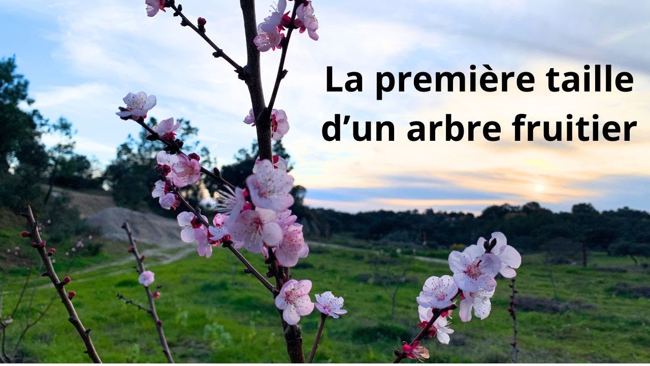 la première taille d'un arbre fruitier