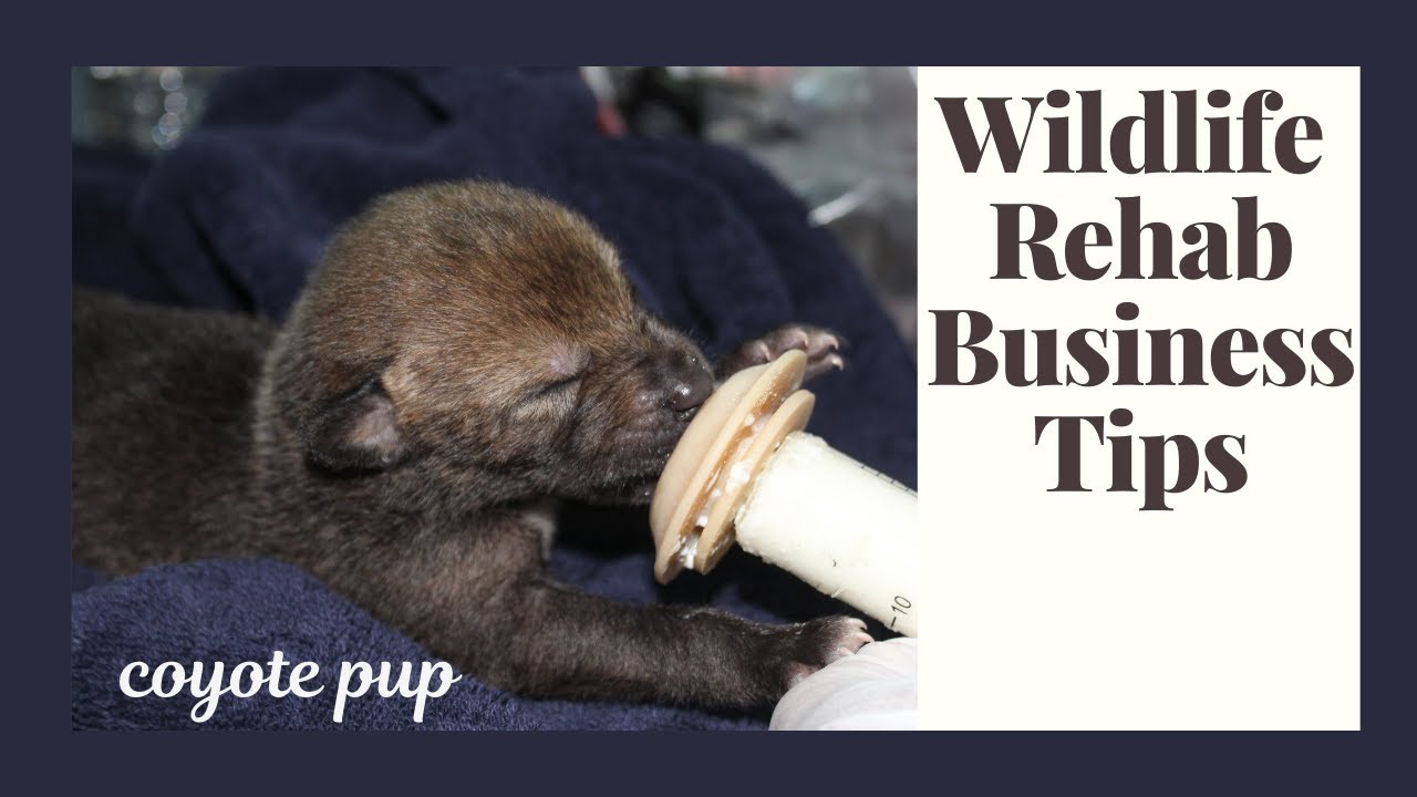 Wildlife Rehabilitation As A Business:  AKA Love Doesn't Pay The Bills!