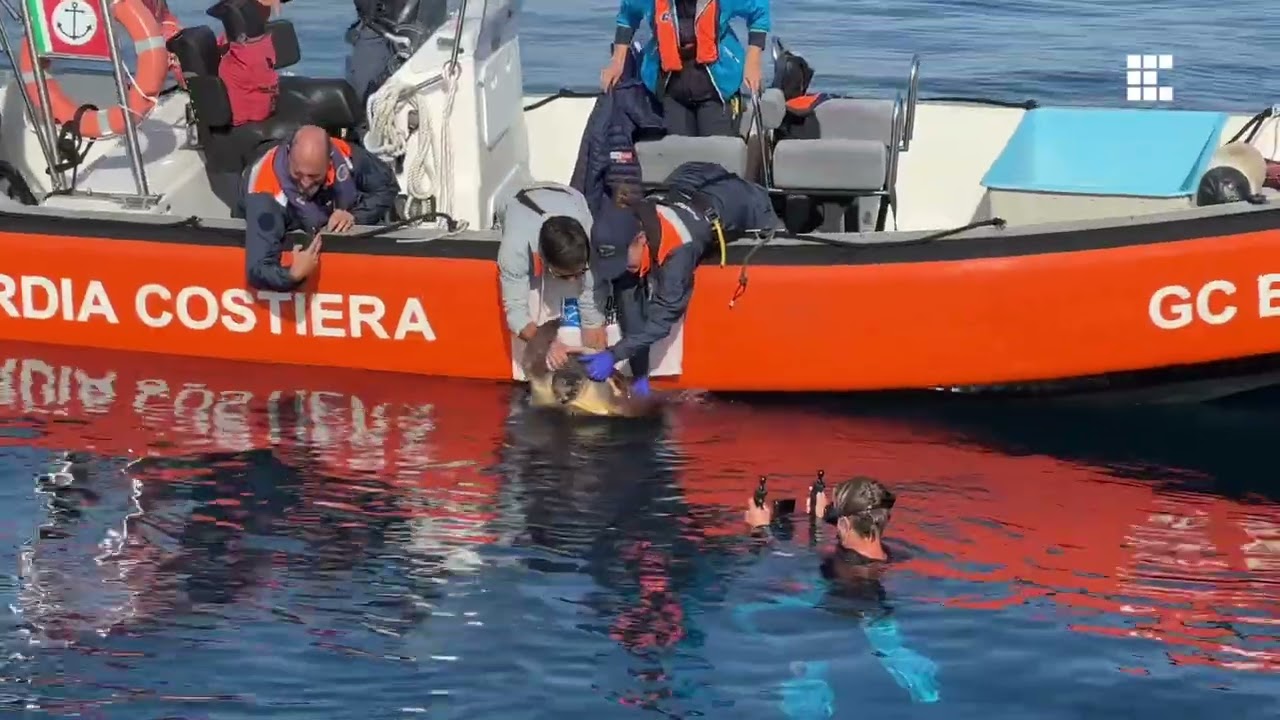 Prima tartaruga con gps rilasciata in Liguria: 