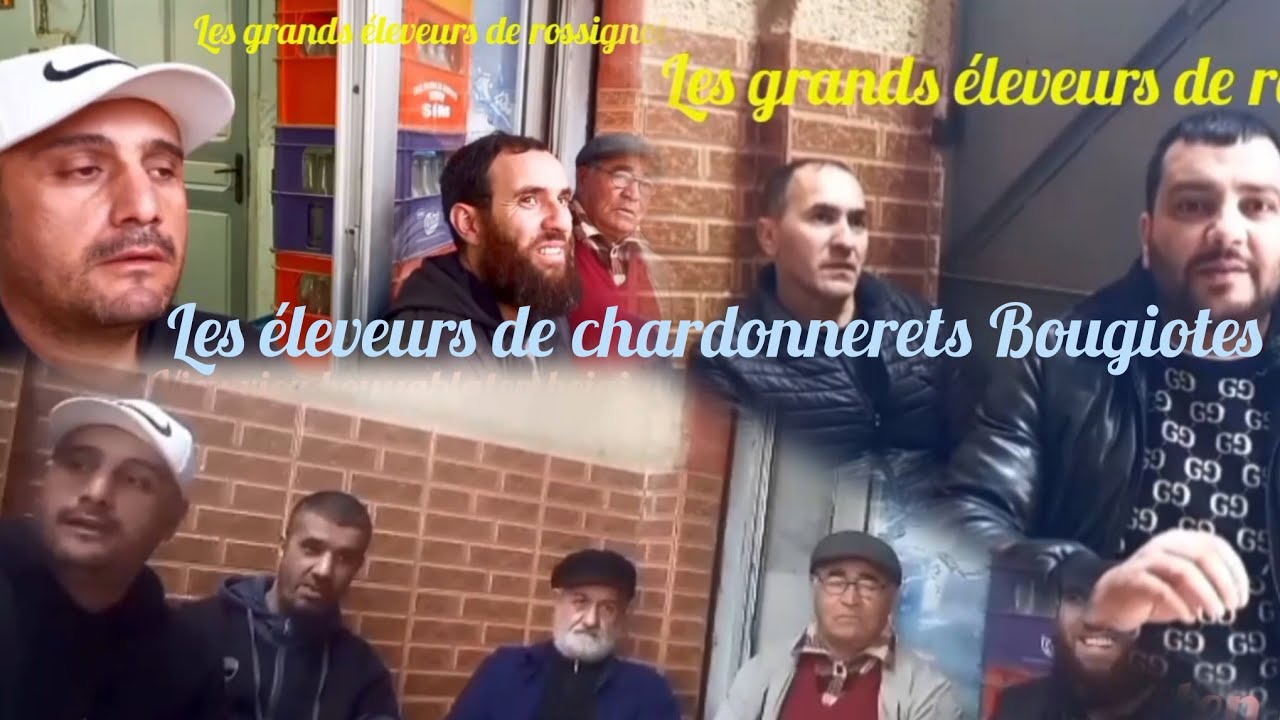 CHARDONNERET Vieu Vieu 🦜de Msid Lbab et Bouyablaten ⚓️Bejaia. Les grands éleveurs🦜 du Vieu vieu 🦜