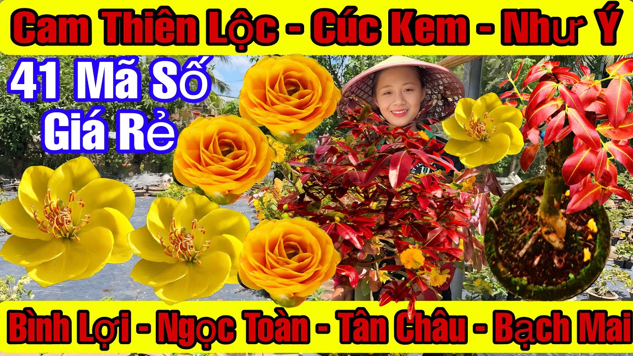 11/3☎️0962265723☎️🌲Mai Vàng Giá Rẻ🌲Cam Thiên Lộc-Bình Lợi-Như Ý-Nhị Ngọc Toàn-Bạch Mai...🌲